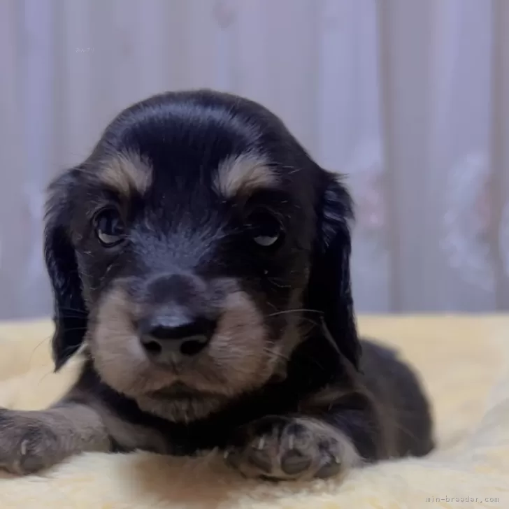 ID:2405-00809の子犬