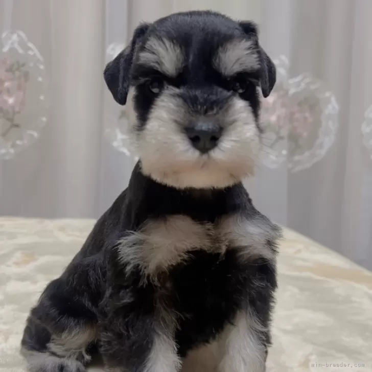ID:2312-02950の子犬