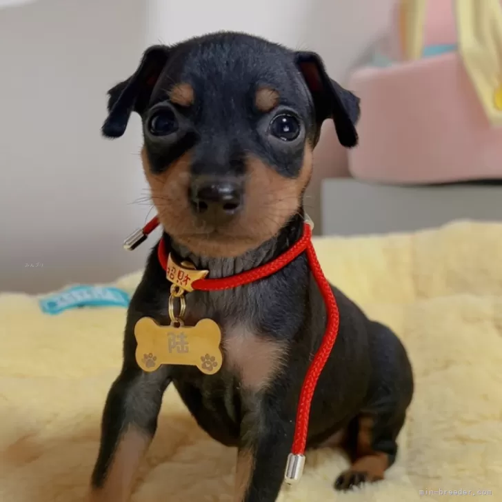ID：2408-02657の子犬