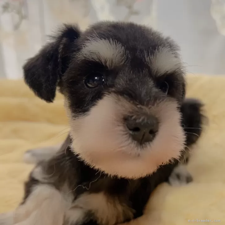ID：2406-05670の子犬