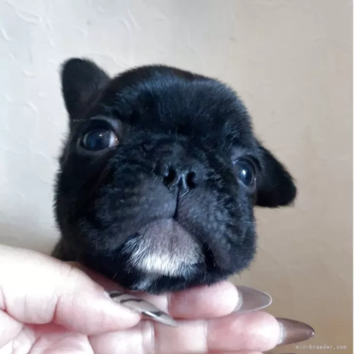 フレンチブルドッグ【埼玉県・男の子・2025年9月12日・ブリンドル】の写真1