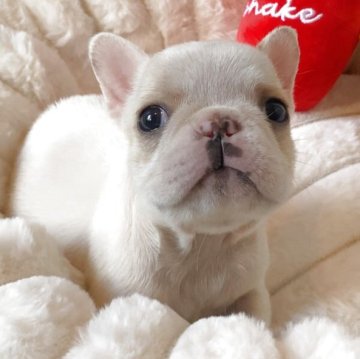 フレンチブルドッグ【埼玉県・女の子・2025年9月12日・クリーム(ハニーパイド)】の写真「小さめショートボディの女の子♡現在体重1.25kg」