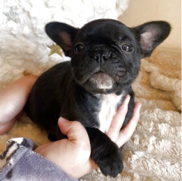 フレンチブルドッグ【埼玉県・女の子・2025年9月12日・ブリンドル】の写真「おっとり系女子♡体重現在1.85kg（通常サイズ）」