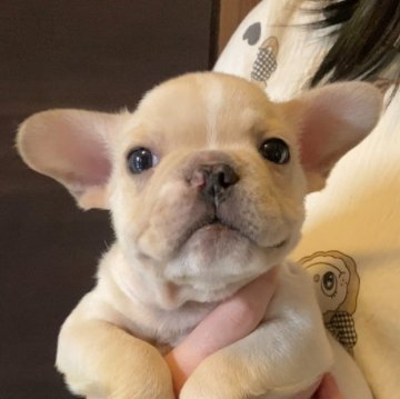 フレンチブルドッグ【埼玉県・男の子・2025年9月12日・クリーム(フォーン&ホワイト)】の写真「マイペースな男の子」