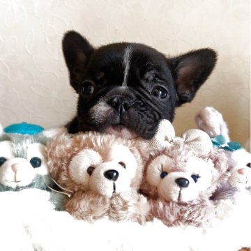 フレンチブルドッグ【埼玉県・女の子・2025年9月18日・ブリンドル (ブリンドル&ホワイト)】の写真「小さめの女の子♡」