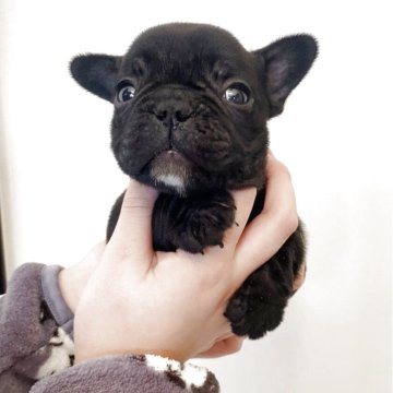 フレンチブルドッグ【埼玉県・女の子・2025年9月18日・ブリンドル】の写真「小さめ、ショートボディの女の子！」