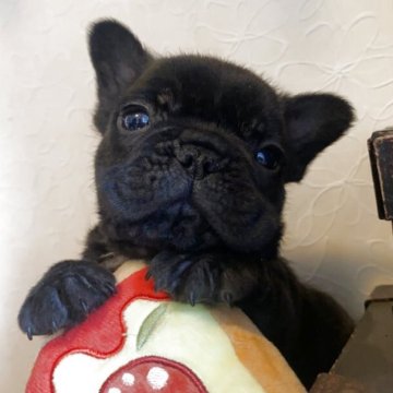 フレンチブルドッグ【埼玉県・男の子・2025年9月18日・ブリンドル】の写真「❗️一押し犬❗️毛ぶき◎ショートボディの男の子」