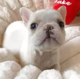 フレンチブルドッグ【埼玉県・女の子・2025年9月12日・クリーム(ハニーパイド)】の写真1