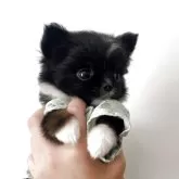 チワワ(ロング)