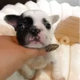 フレンチブルドッグ