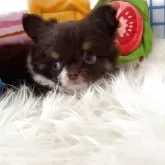 チワワ(ロング)