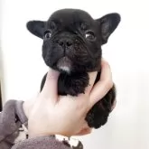 フレンチブルドッグ