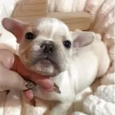 フレンチブルドッグ