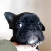 フレンチブルドッグ【埼玉県・男の子・2025年9月12日・ブリンドル】の写真2