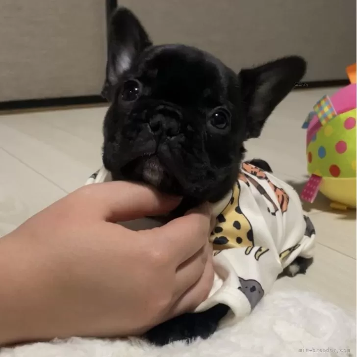 ID：2312-04342の子犬