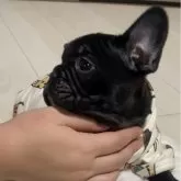 フレンチブルドッグ【埼玉県・男の子・2023年11月6日・ブリンドル】の写真2