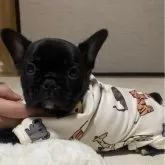 フレンチブルドッグ【埼玉県・男の子・2023年11月6日・ブリンドル】の写真4