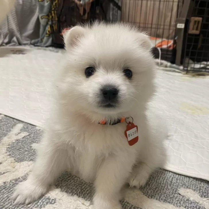 ID:2412-00189の子犬