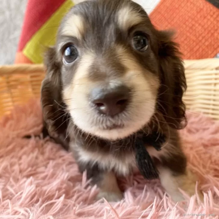 ID：2501-07762の子犬