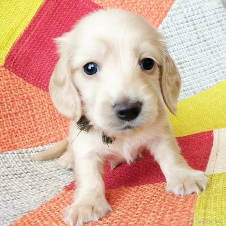 ID：2412-00656の子犬