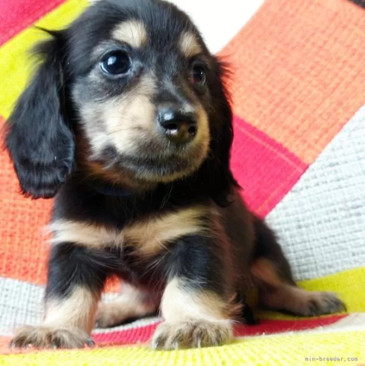 ID:2412-06110の子犬