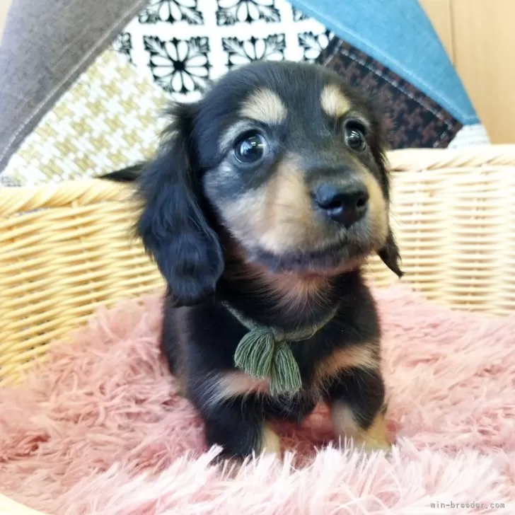 T.T 様のお迎えした子犬