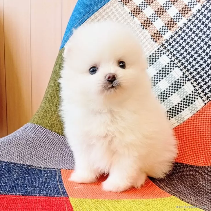 ID：2505-01451の子犬