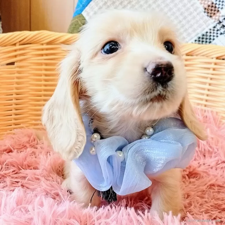 ID：2506-03280の子犬