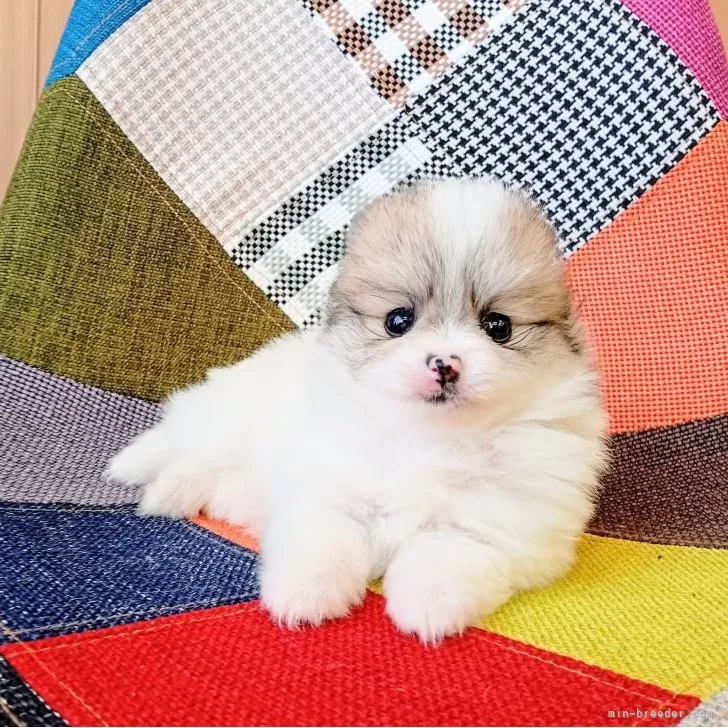 ID:2505-01456の子犬