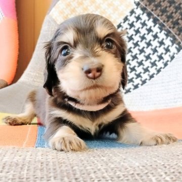 ミニチュアダックスフンド(ロング)【和歌山県・女の子・2025年10月25日・ブラウン&タン】の写真「両親遺伝子検査済み✨PRA、CLクリア　ピ色リボン」