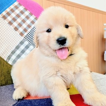 ゴールデンレトリバー【和歌山県・男の子・2025年3月21日・ゴールデン】の写真「両親遺伝子検査済。PRA３項目クリア。黒リボン君✨」