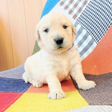 ゴールデンレトリバー【和歌山県・男の子・2025年7月3日・ゴールデン】の写真「両親遺伝子検査PRA３項目クリア✨」