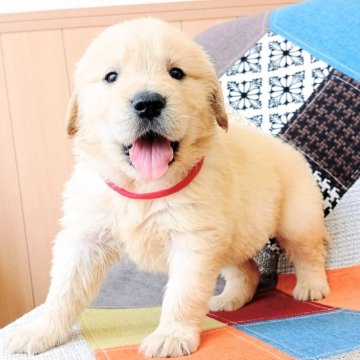 ゴールデンレトリバー【和歌山県・女の子・2025年7月3日・ゴールデン】の写真「両親遺伝子検査PRA３項目クリア✨」