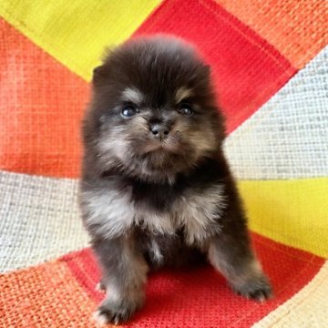 ポメラニアン【和歌山県・男の子・2025年11月1日・ブラック&タン】の写真「両親共に遺伝子検査高尿酸血症クリア発症しません✨」