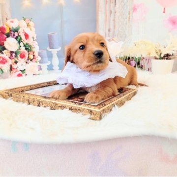 ミニチュアダックスフンド(ロング)【和歌山県・男の子・2025年11月14日・ゴールド】の写真「両親遺伝子検査済み✨✨PRA及びCL発症致しません」