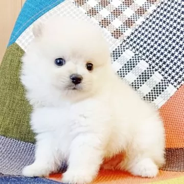 ポメラニアン【和歌山県・男の子・2025年6月25日・クリーム