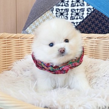 ポメラニアン【和歌山県・男の子・2025年11月8日・クリーム】の写真「遺伝子検査HUUクリア✨チャオリア系の白ポメです」