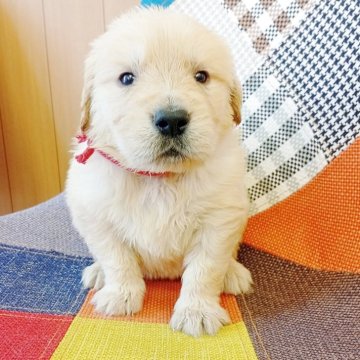 ゴールデンレトリバー【和歌山県・女の子・2025年7月3日・ゴールデン】の写真「両親遺伝子検査PRA３項目クリア✨」