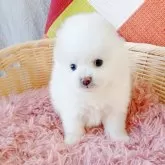 ポメラニアン