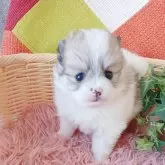 ポメラニアン