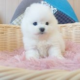 ポメラニアン