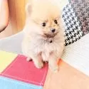 ポメラニアン【和歌山県・男の子・2025年8月21日・オレンジ】の写真3