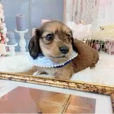 ミニチュアダックスフンド(ロング)【和歌山県・男の子・2025年11月14日・レッド】の写真6