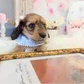 ミニチュアダックスフンド(ロング)【和歌山県・男の子・2025年11月14日・レッド】の写真7