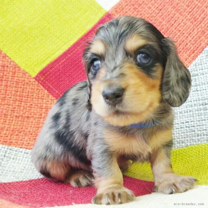 ID:2406-00949の子犬