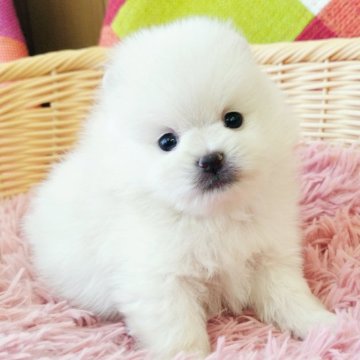 ポメラニアン【和歌山県・男の子・2024年8月9日・クリーム】の写真「両親共に遺伝子検査　高尿酸血症クリア発症しません」