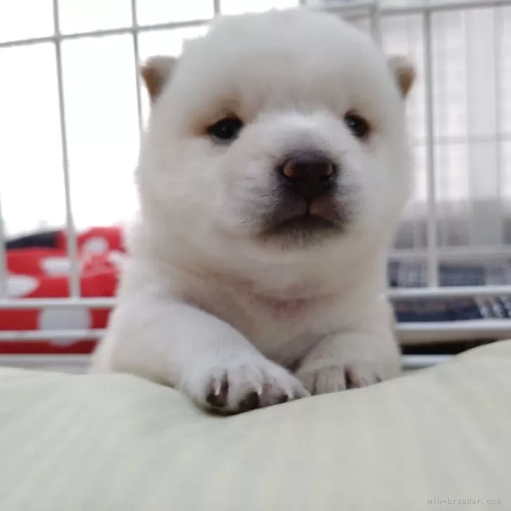 ID：2508-07287の子犬