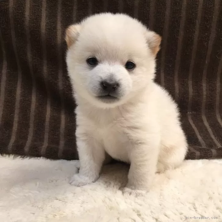 ID:2412-05805の子犬