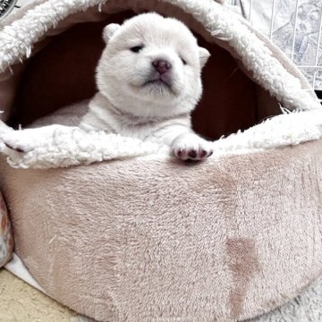 柴犬(豆柴)【栃木県・女の子・2025年8月6日・白】の写真「カレンダー撮影決定！今月のみの価格です！」