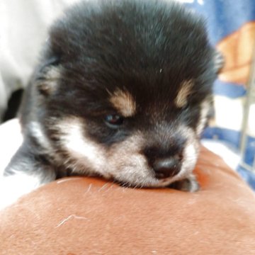 柴犬(豆柴)【栃木県・男の子・2025年8月12日・黒】の写真「カレンダー撮影決定！今月のみの感謝祭価格です！」